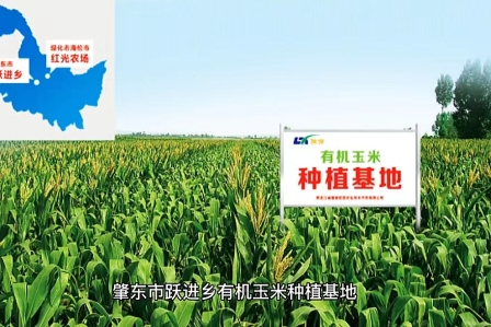 有機(jī)玉米種植基地