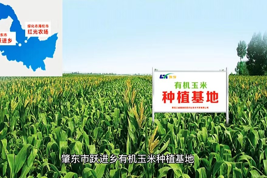 有機(jī)玉米種植